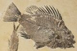 Fossil Fish (Priscacara) With Knightia - Wyoming #198400-2
